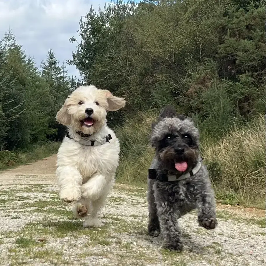 King Charles Spaniel