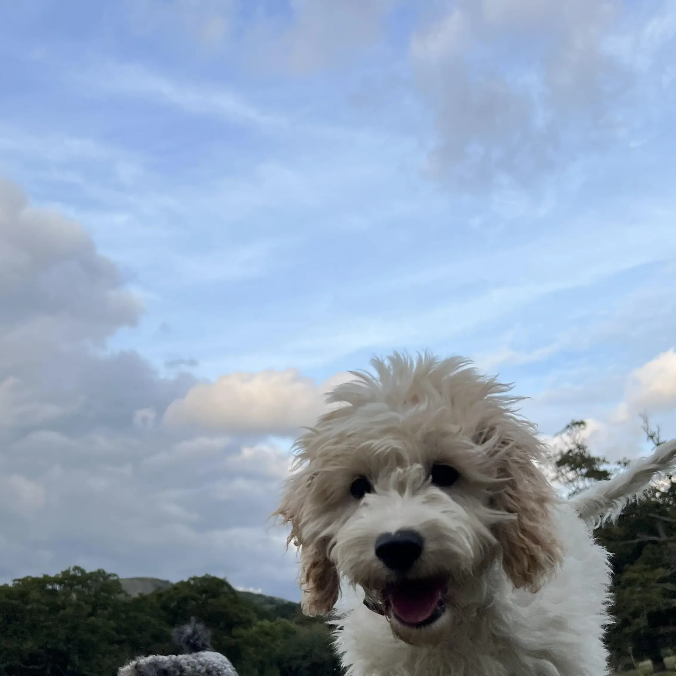 King Charles Spaniel