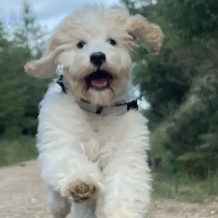 King Charles Spaniel