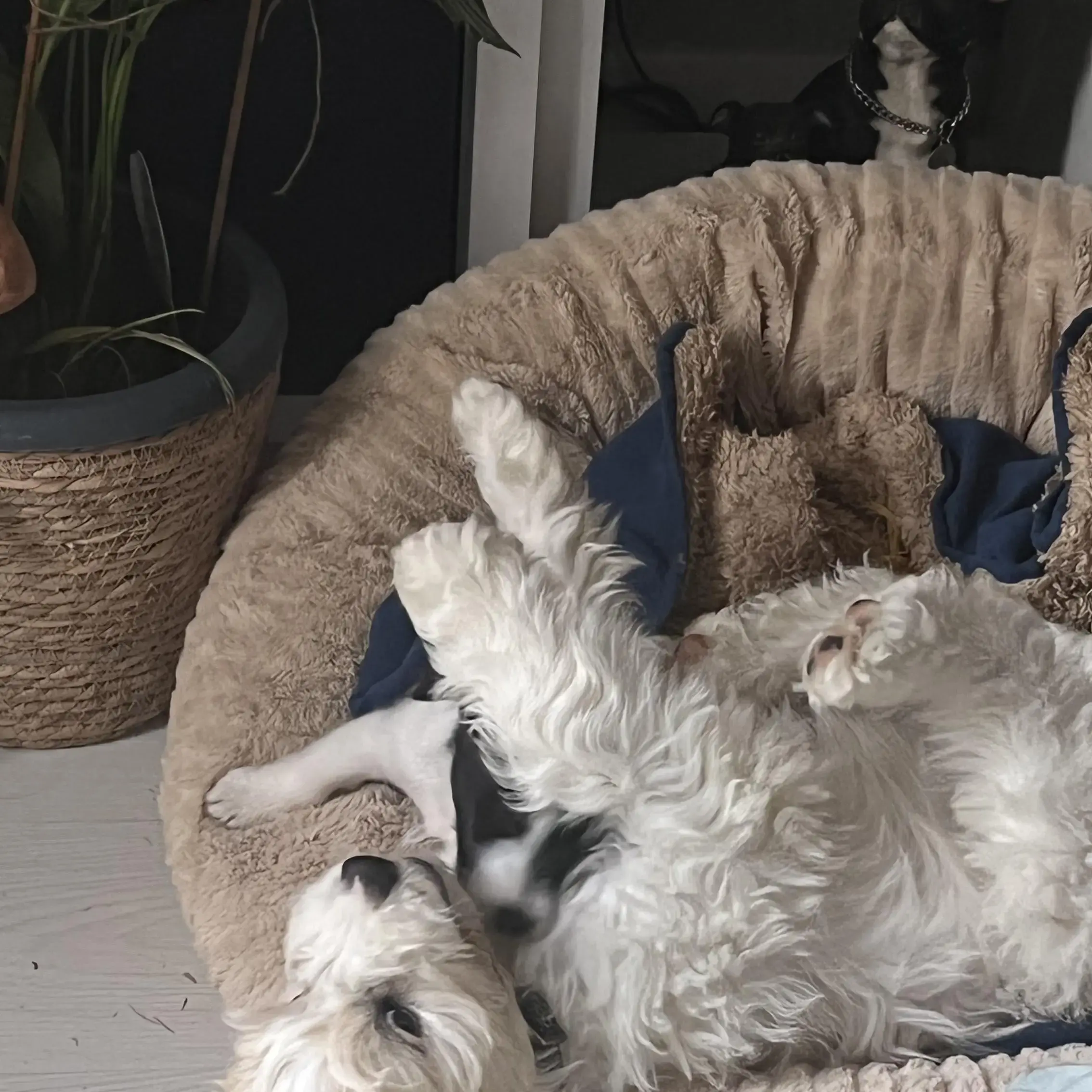 King Charles Spaniel