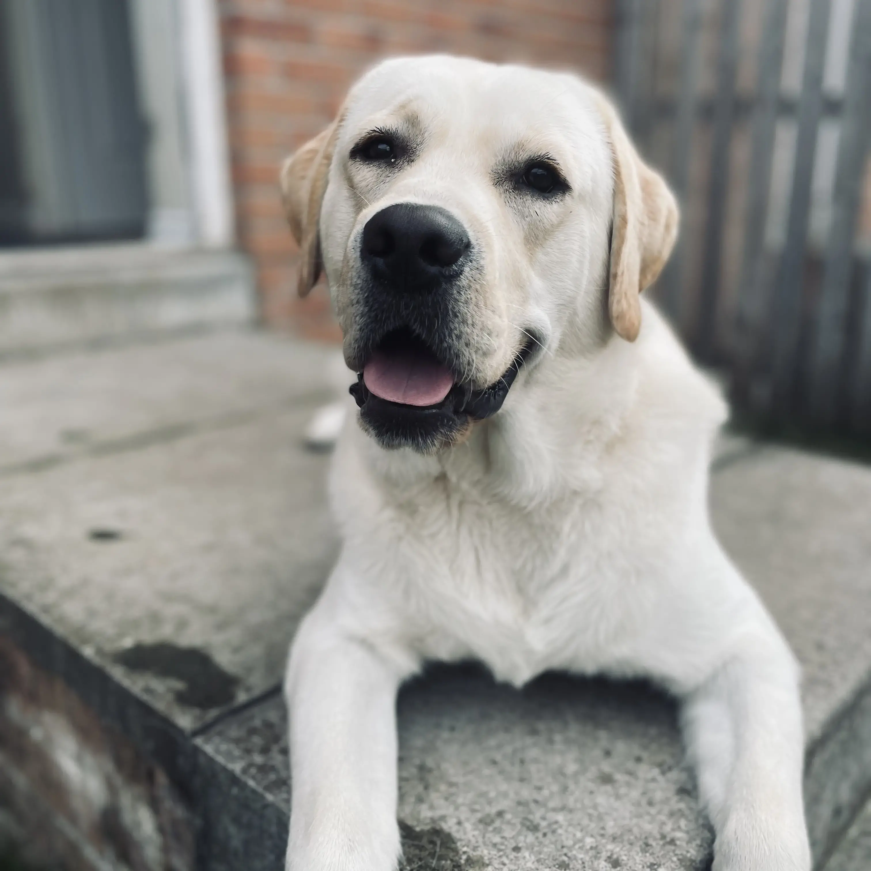Labrador Retriever