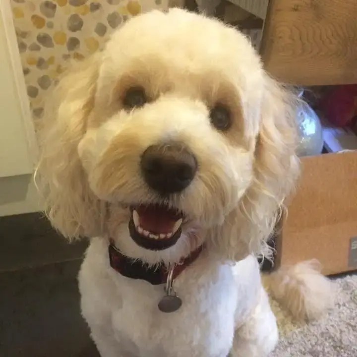 Cockapoo