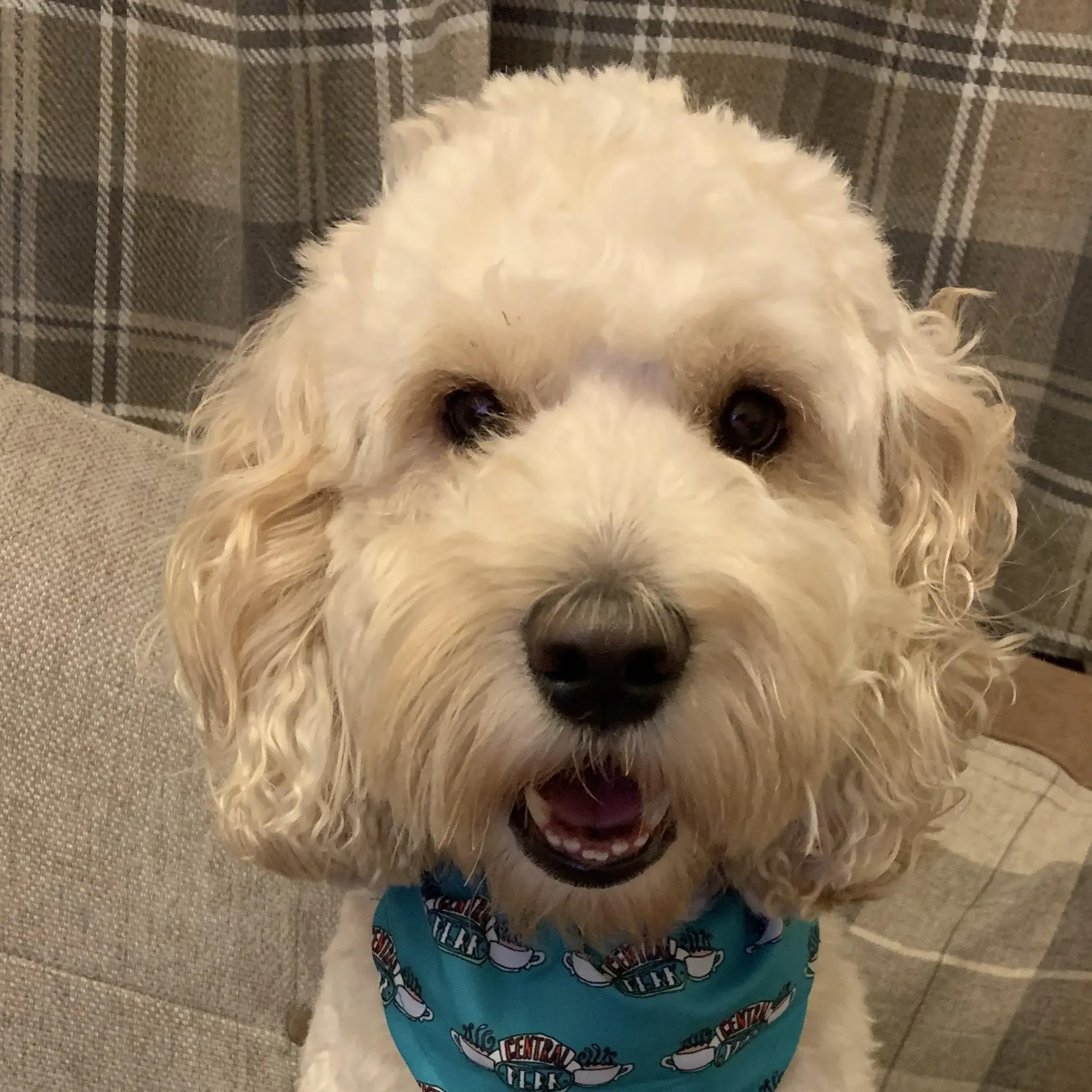Cockapoo