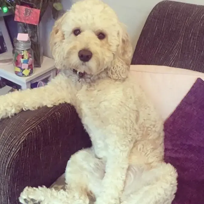 Cockapoo