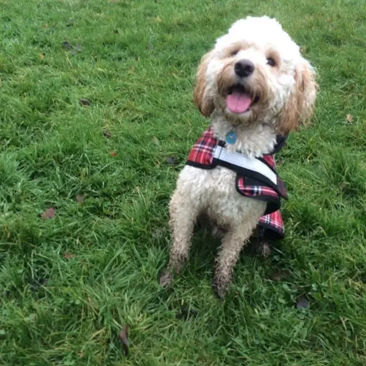 Cockapoo