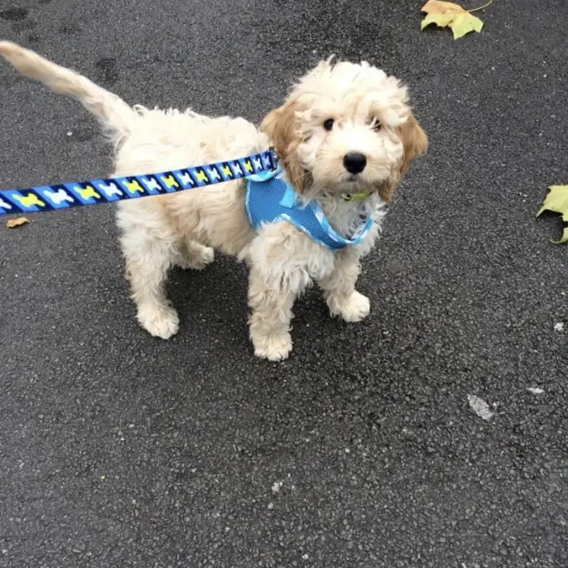 Cockapoo