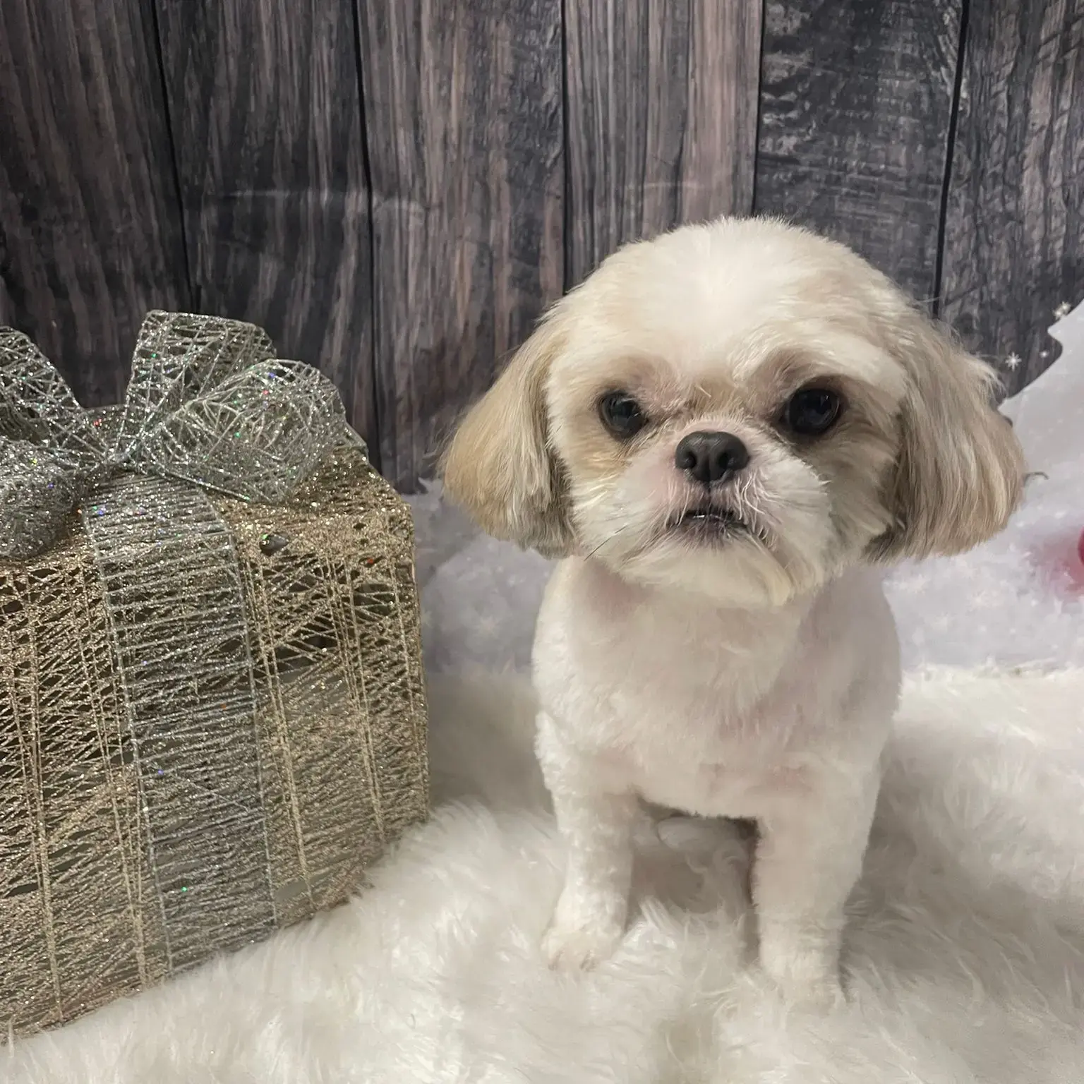 Shih Tzu