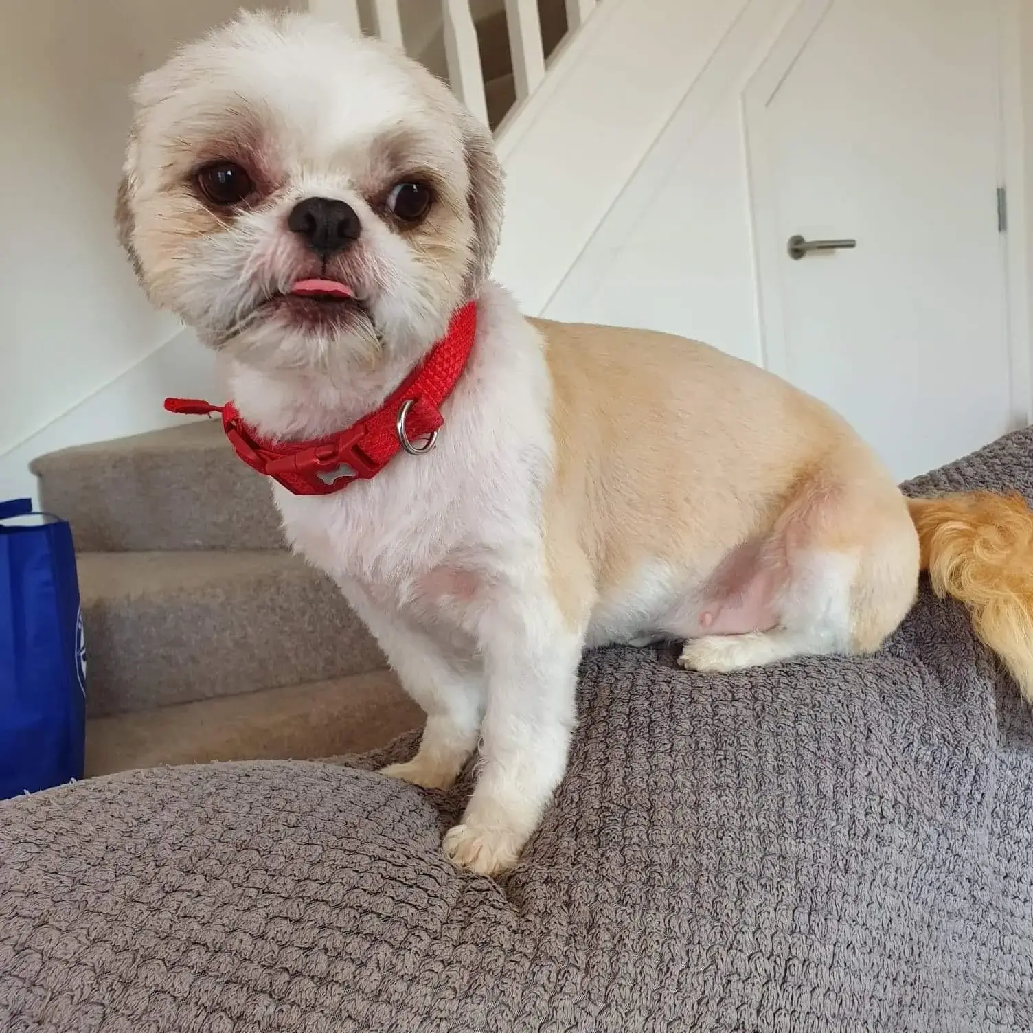 Shih Tzu