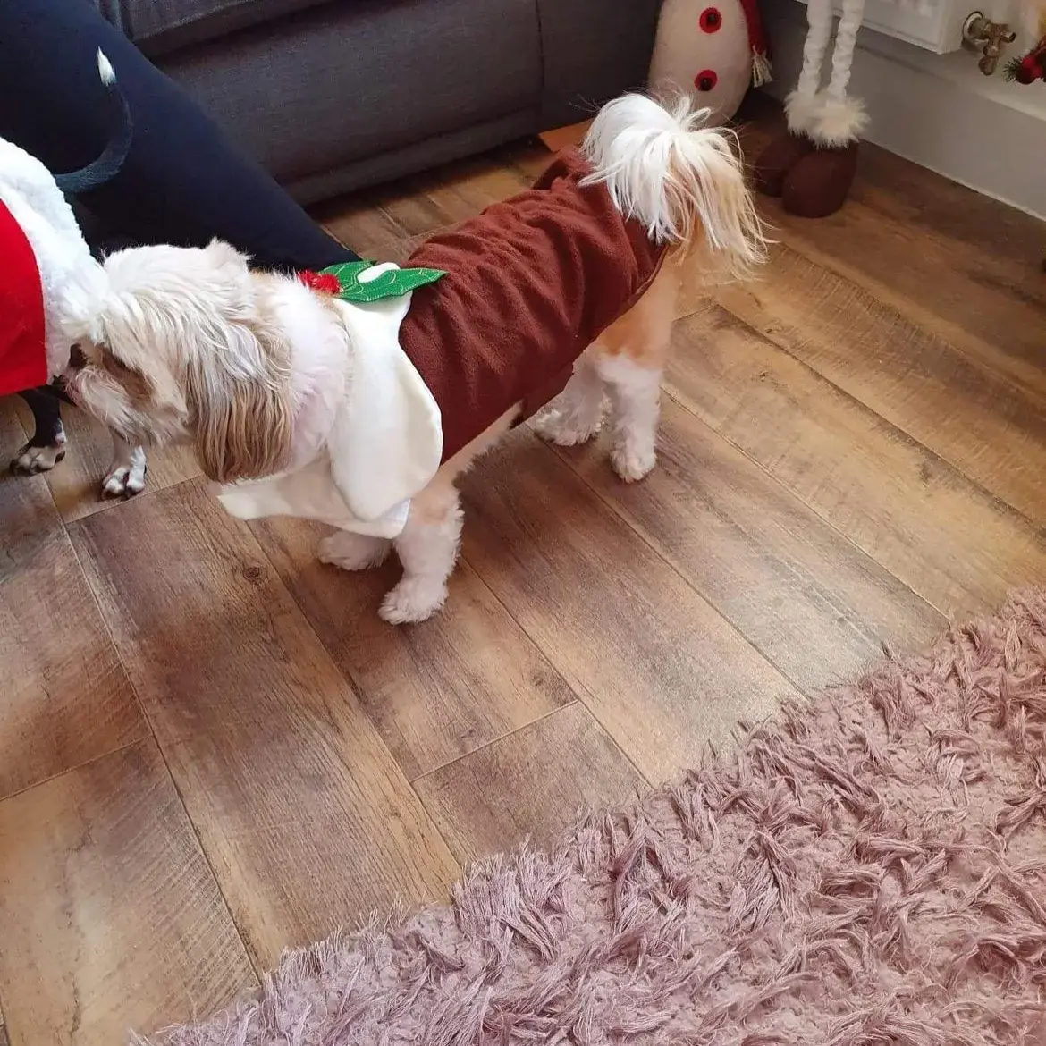 Shih Tzu