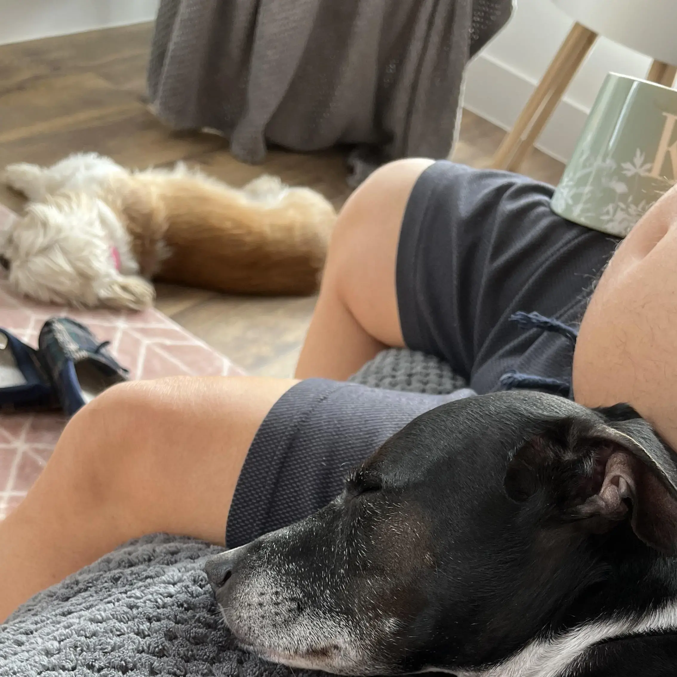 Welsh Corgi (Pembroke)