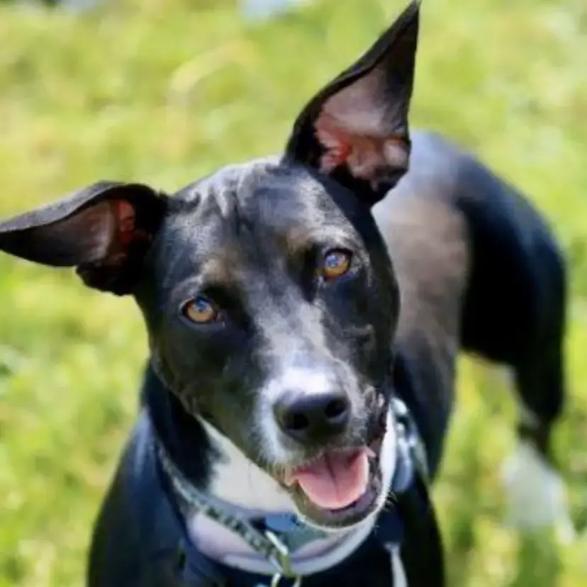 Welsh Corgi (Pembroke)