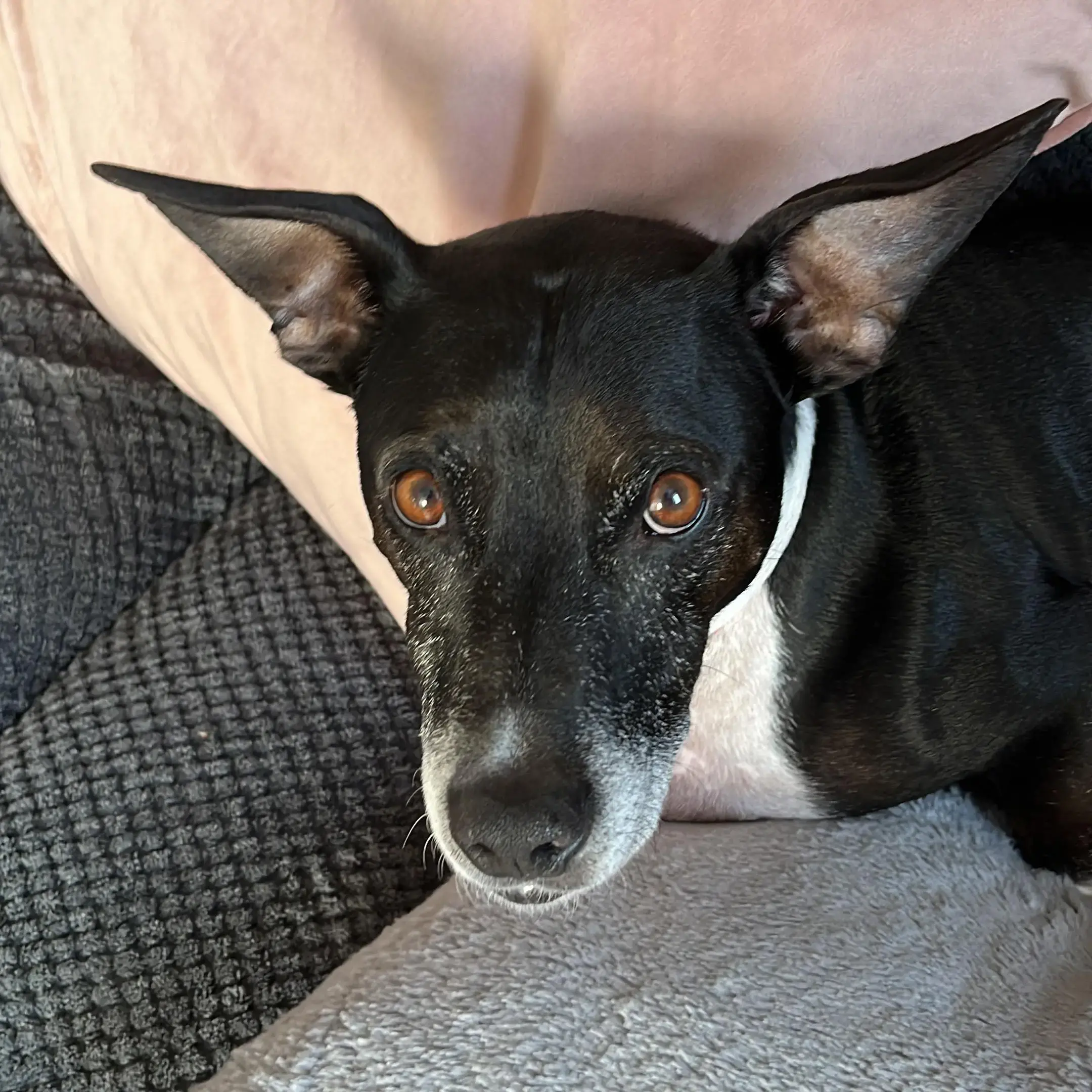 Welsh Corgi (Pembroke)