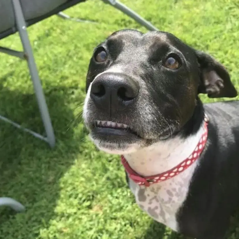 Welsh Corgi (Pembroke)