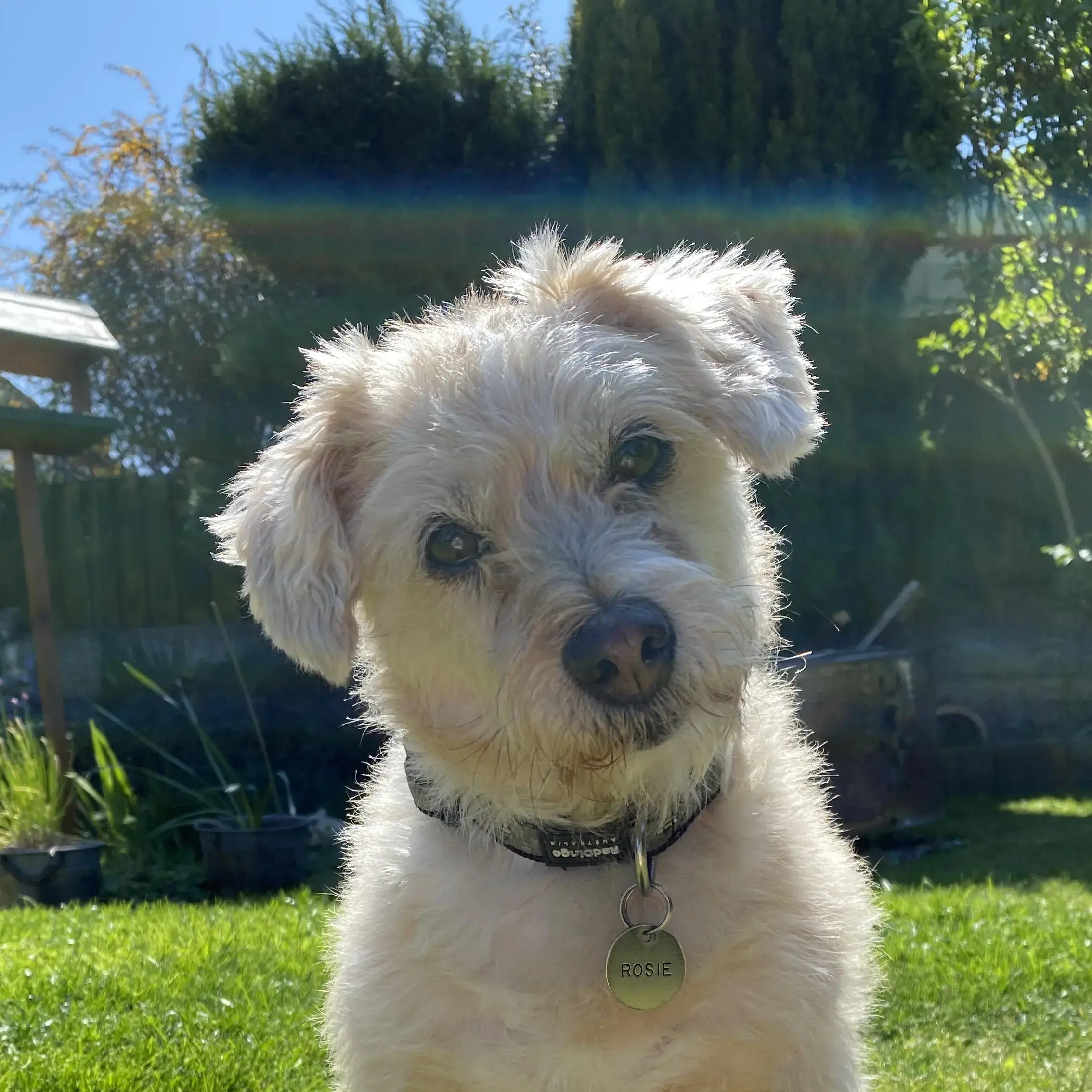 Jack Russell Terrier