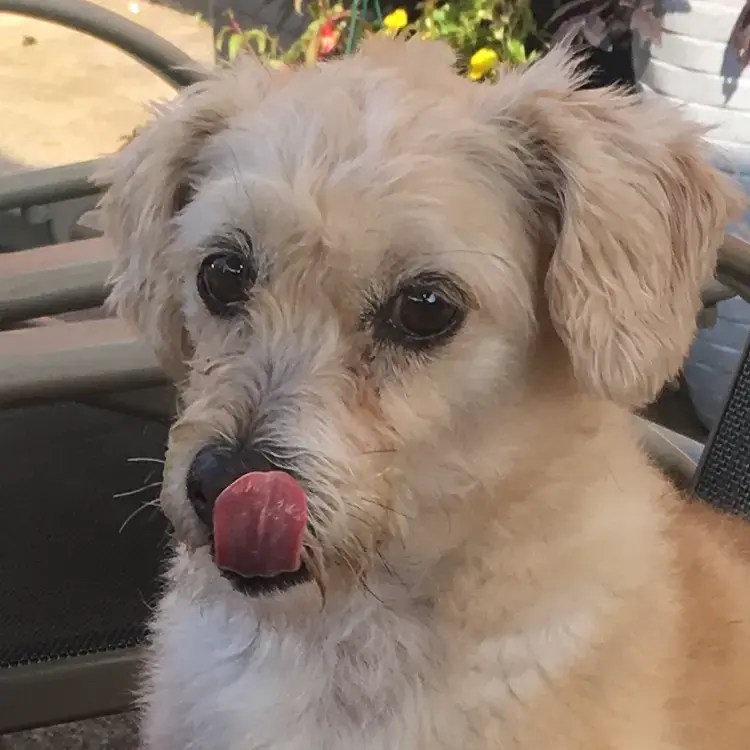 Jack Russell Terrier