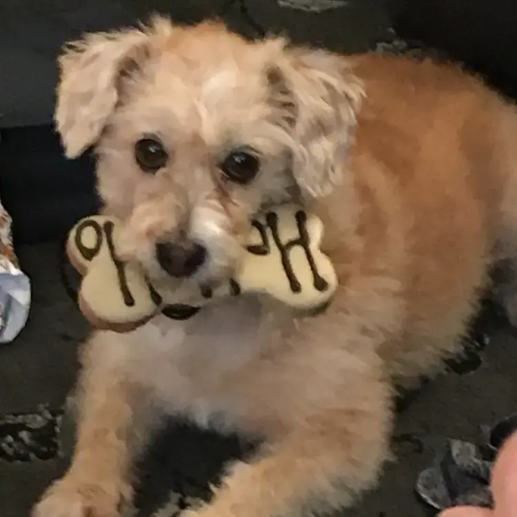 Jack Russell Terrier