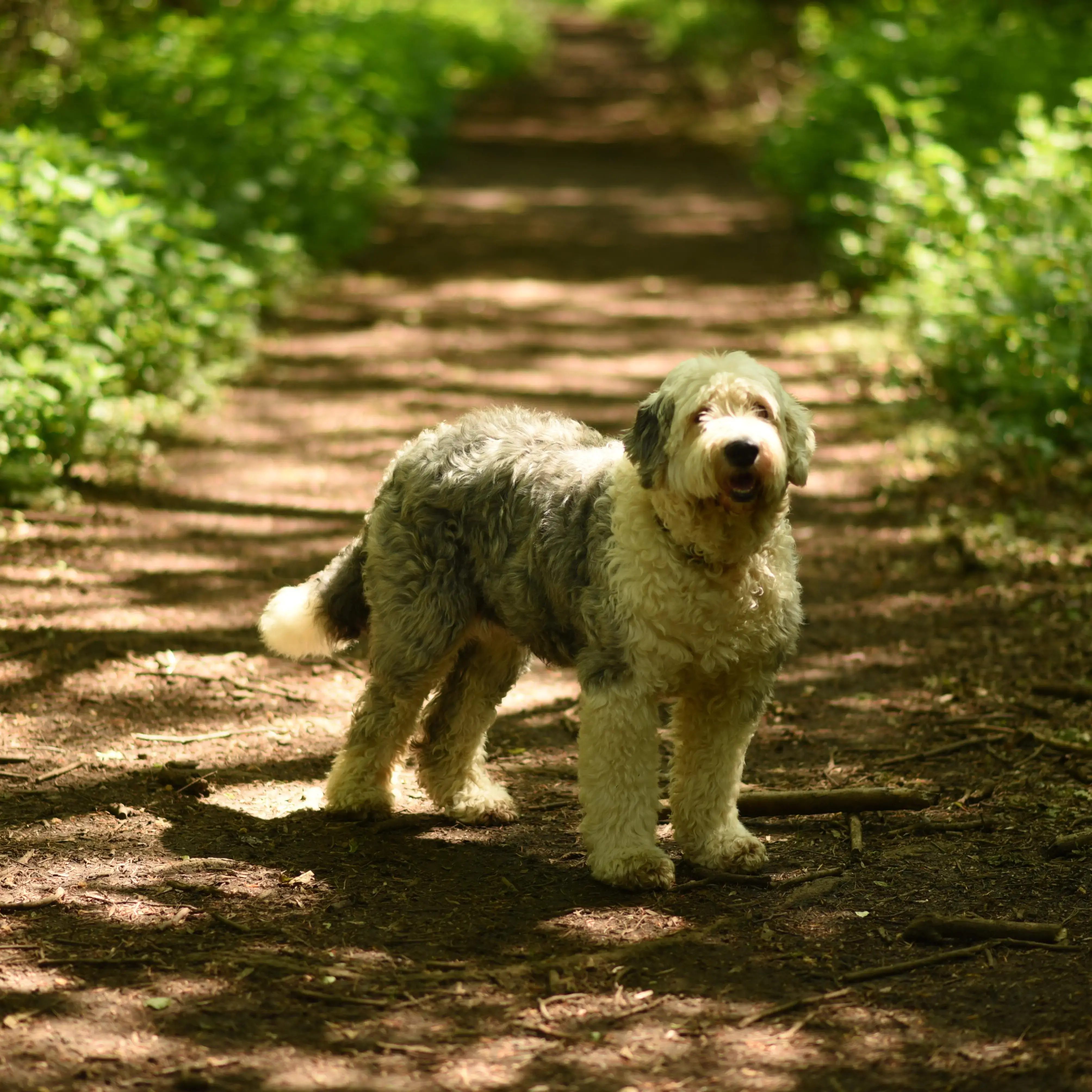Old English Sheepdog