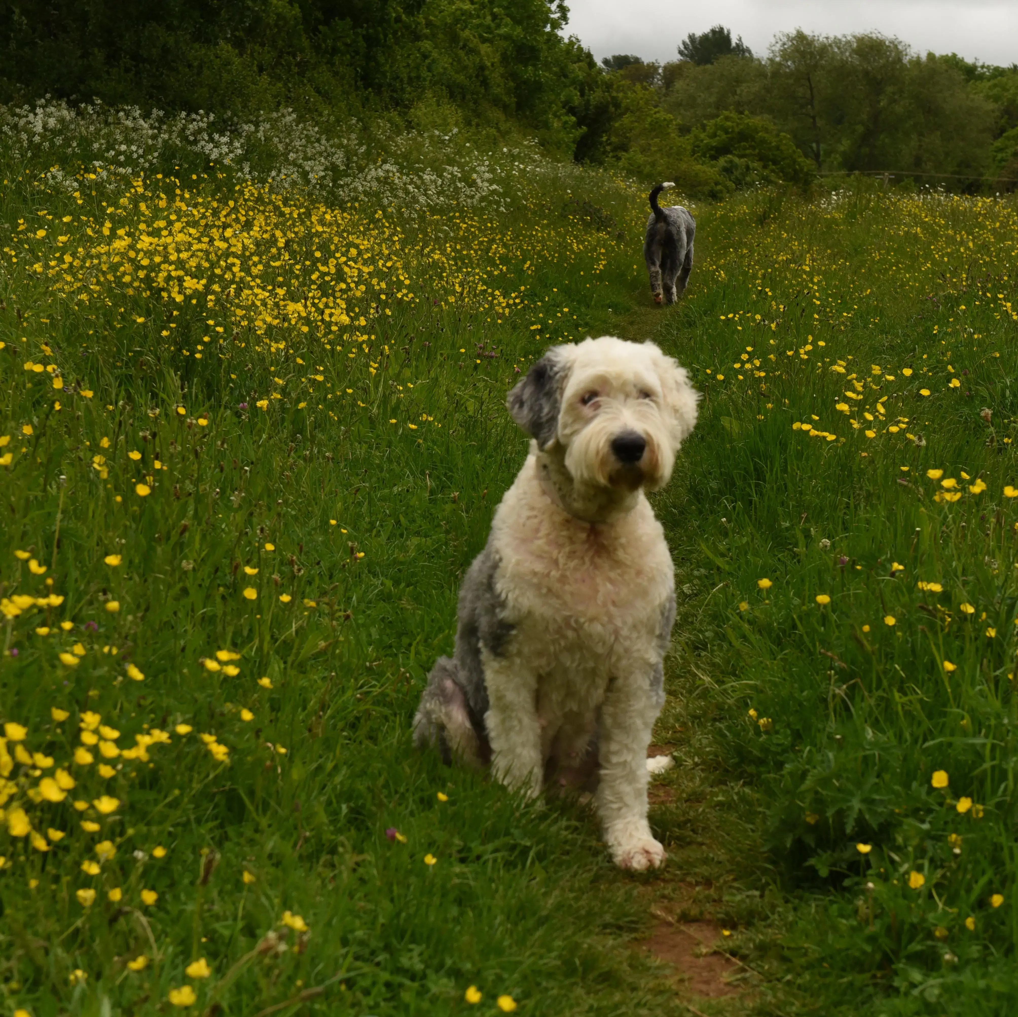 Old English Sheepdog