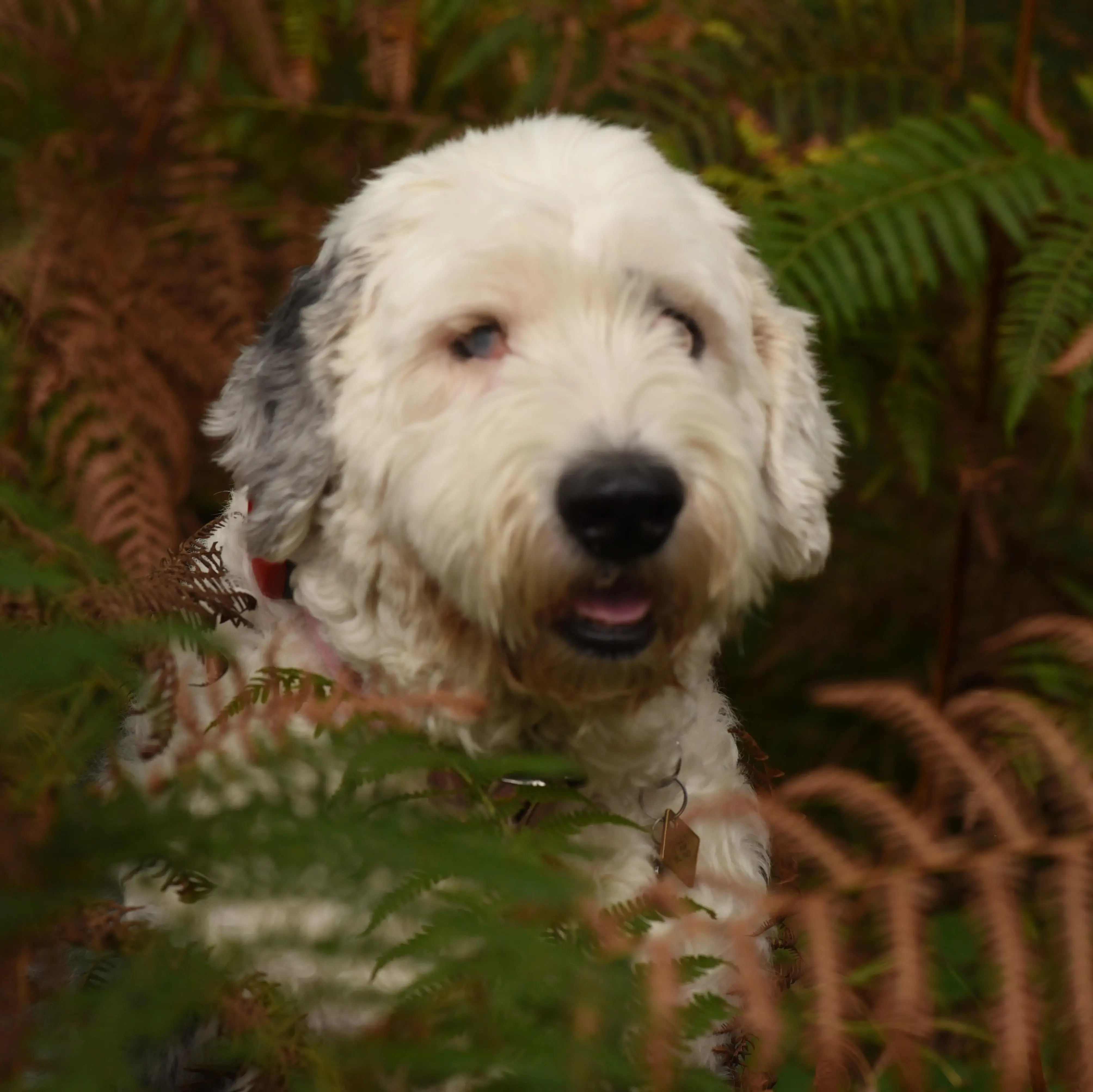 Old English Sheepdog