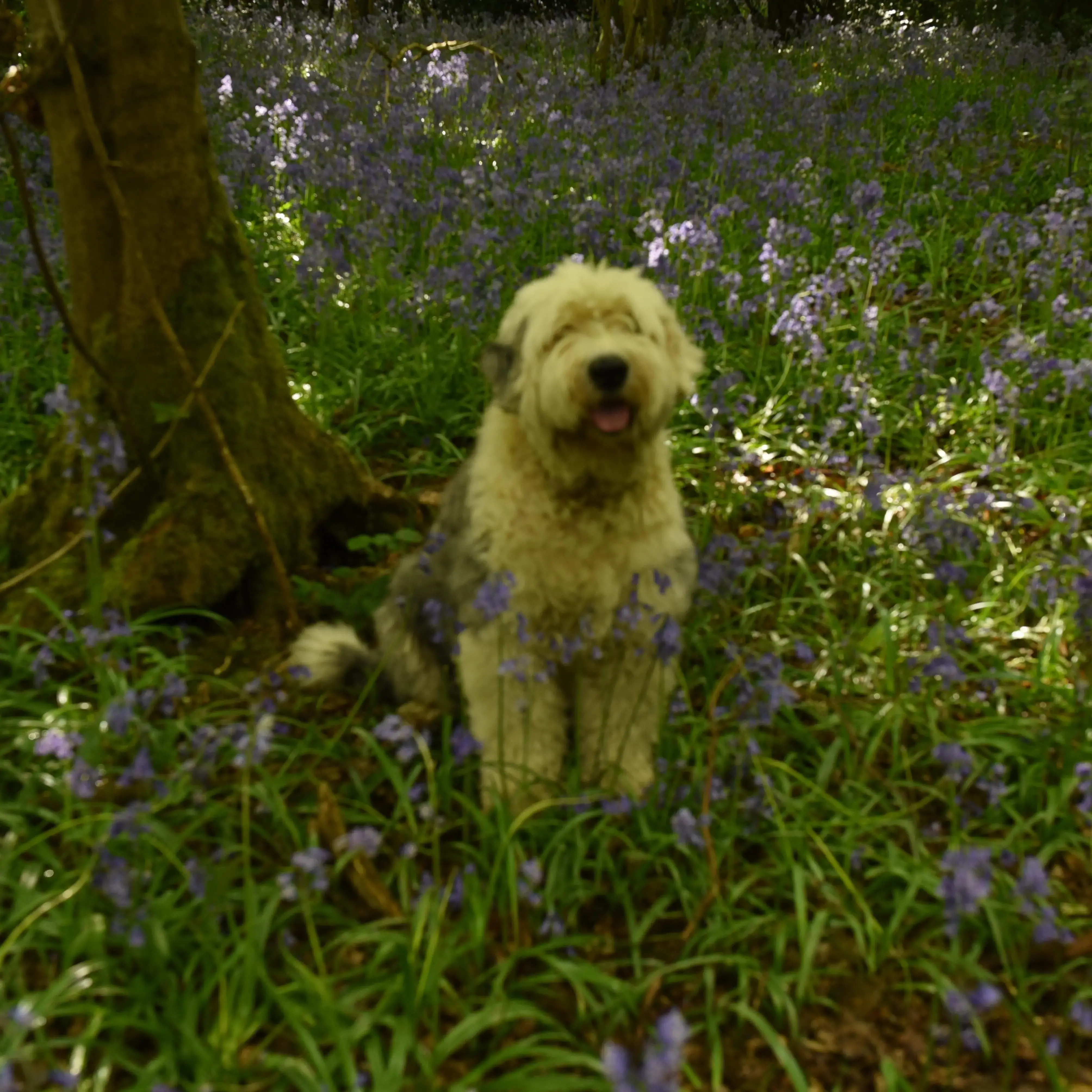 Old English Sheepdog
