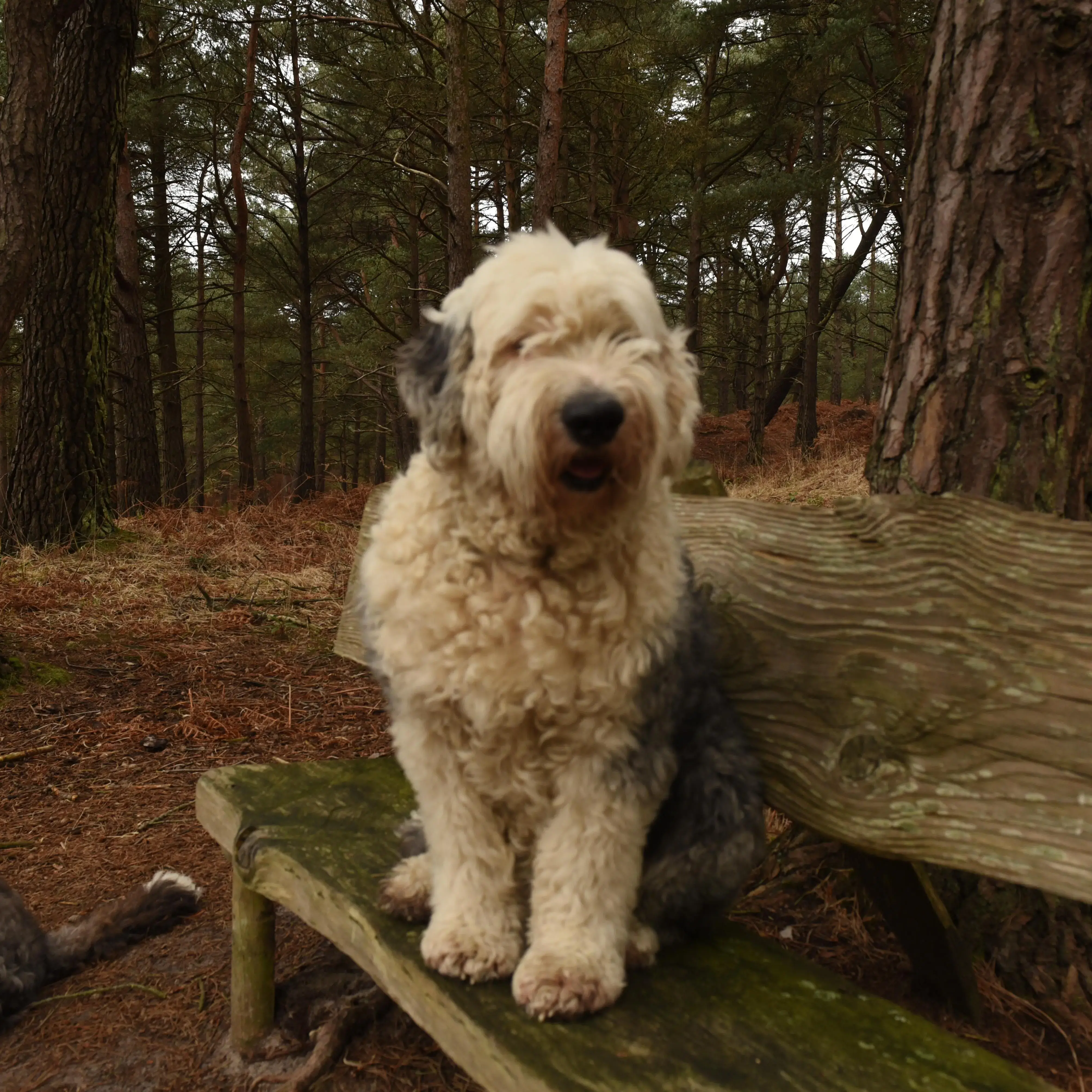 Old English Sheepdog