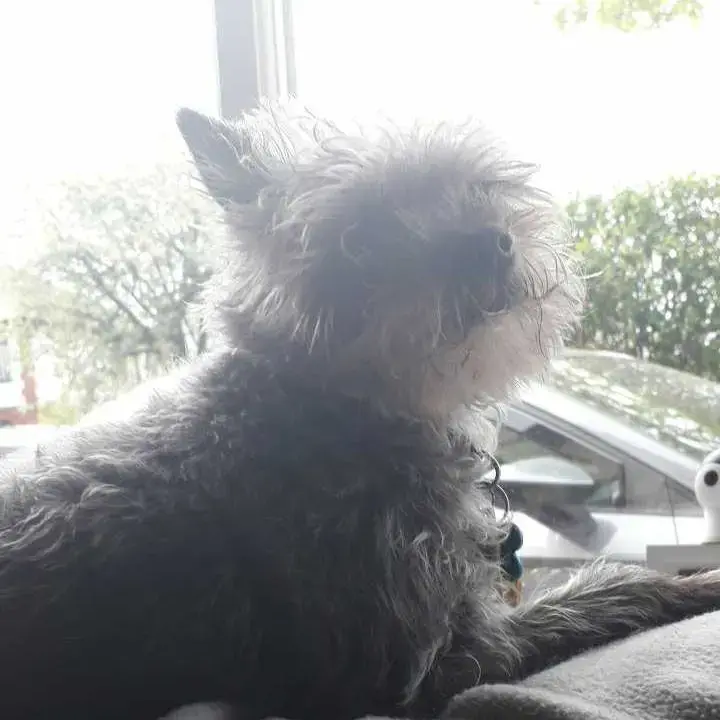 Chihuahua (Smooth Coat)