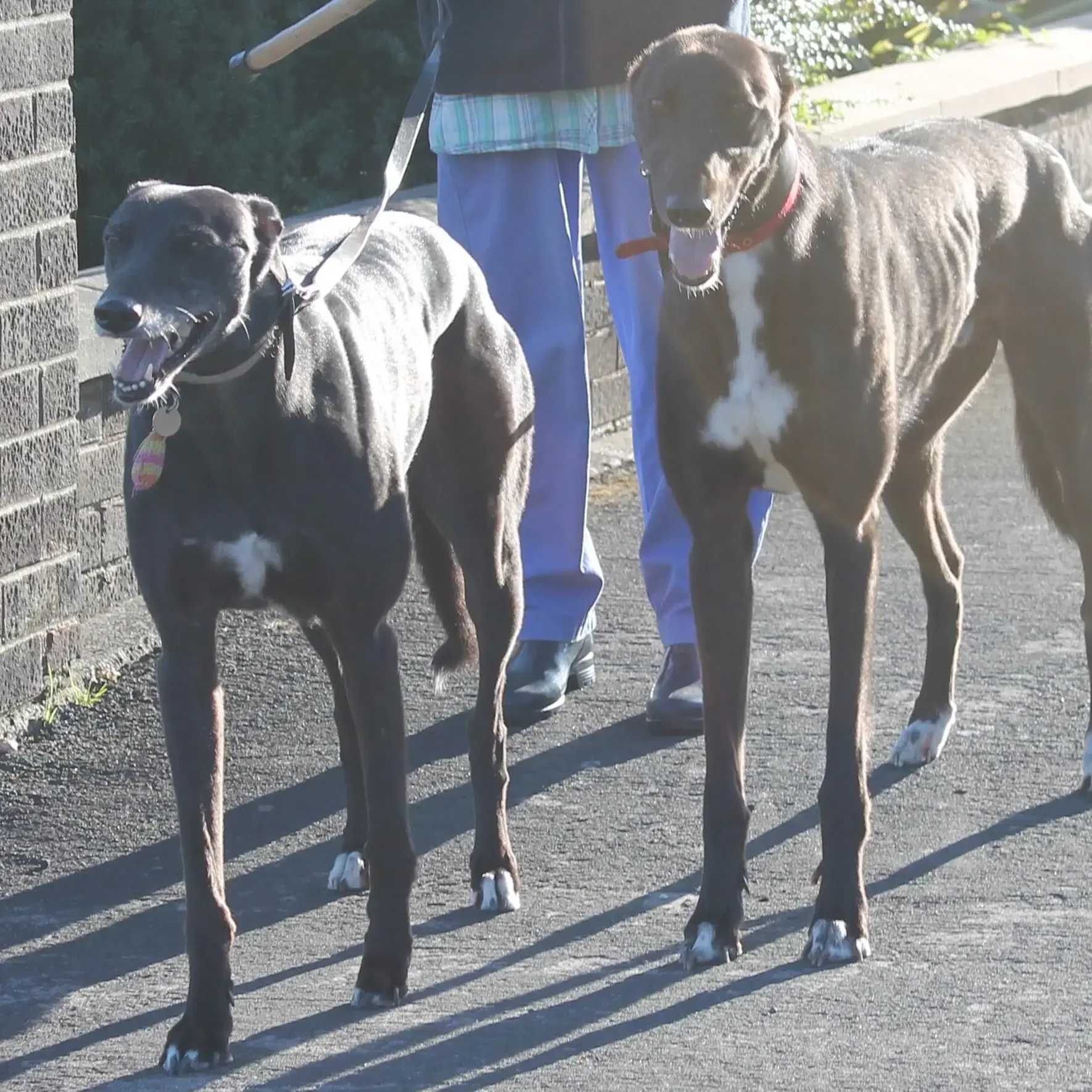 Greyhound