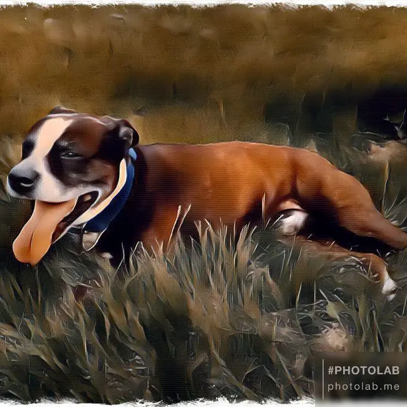 Bull Terrier