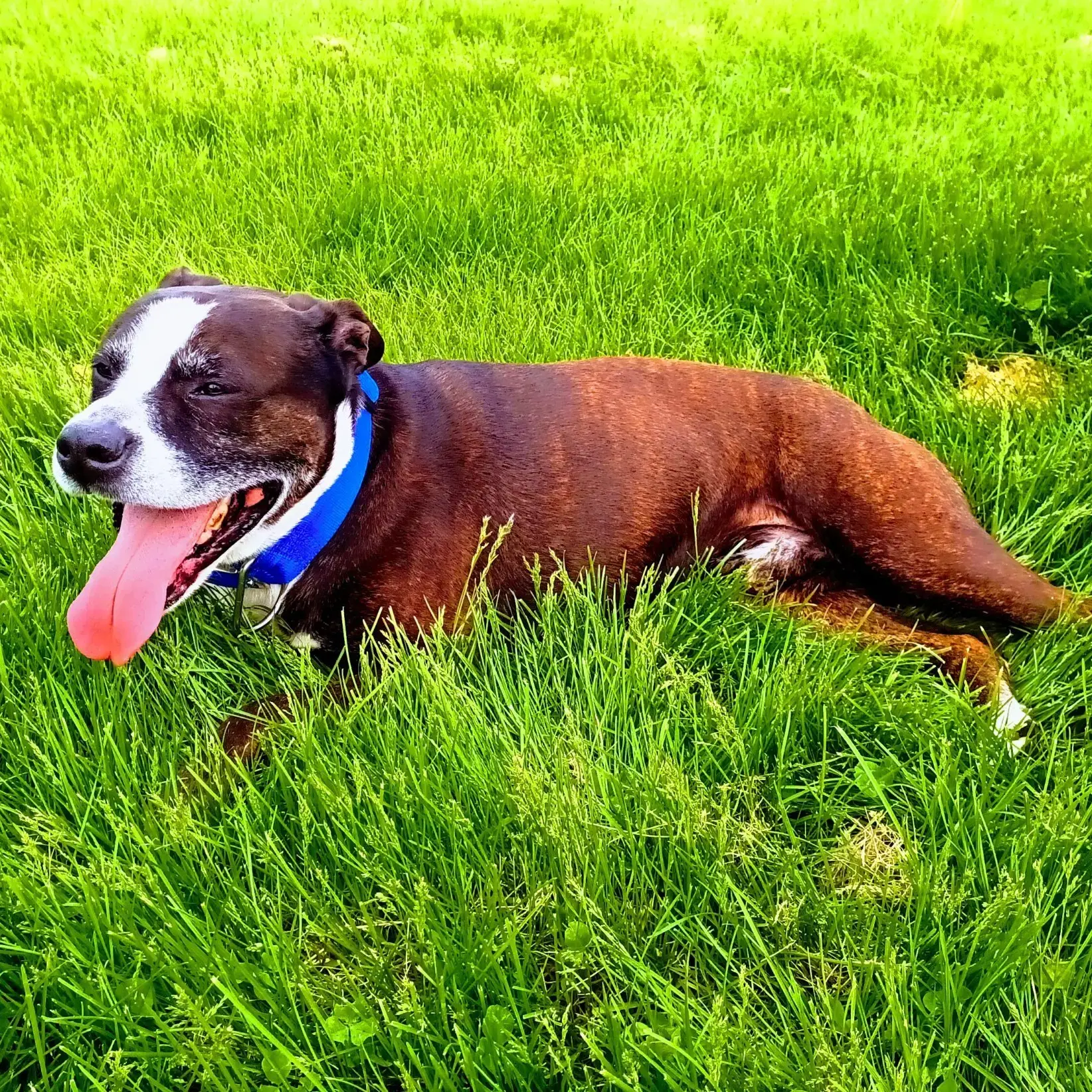 Bull Terrier