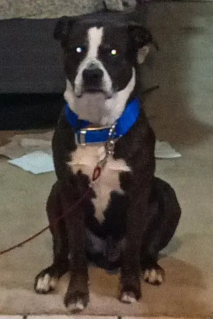 Bull Terrier