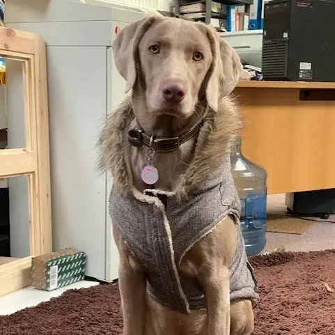 Weimaraner