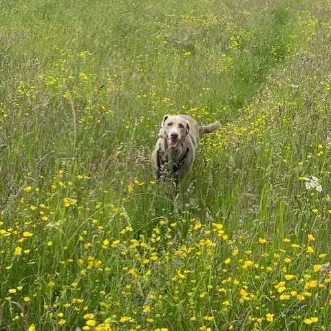 Weimaraner