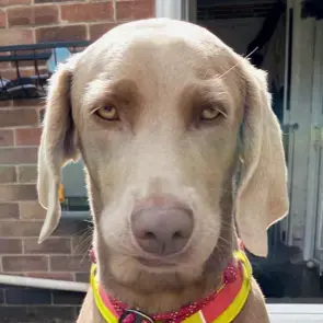 Weimaraner