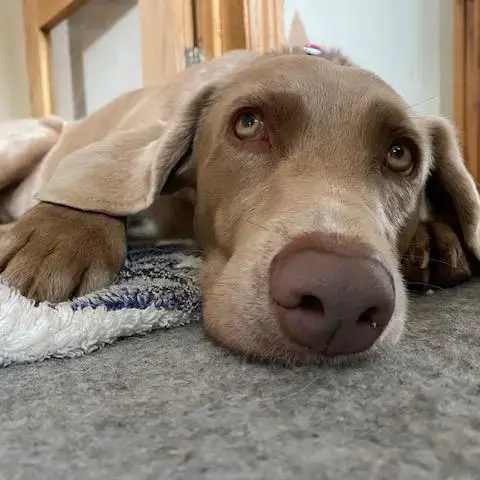 Weimaraner