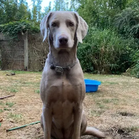 Weimaraner
