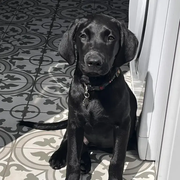 Labrador Retriever