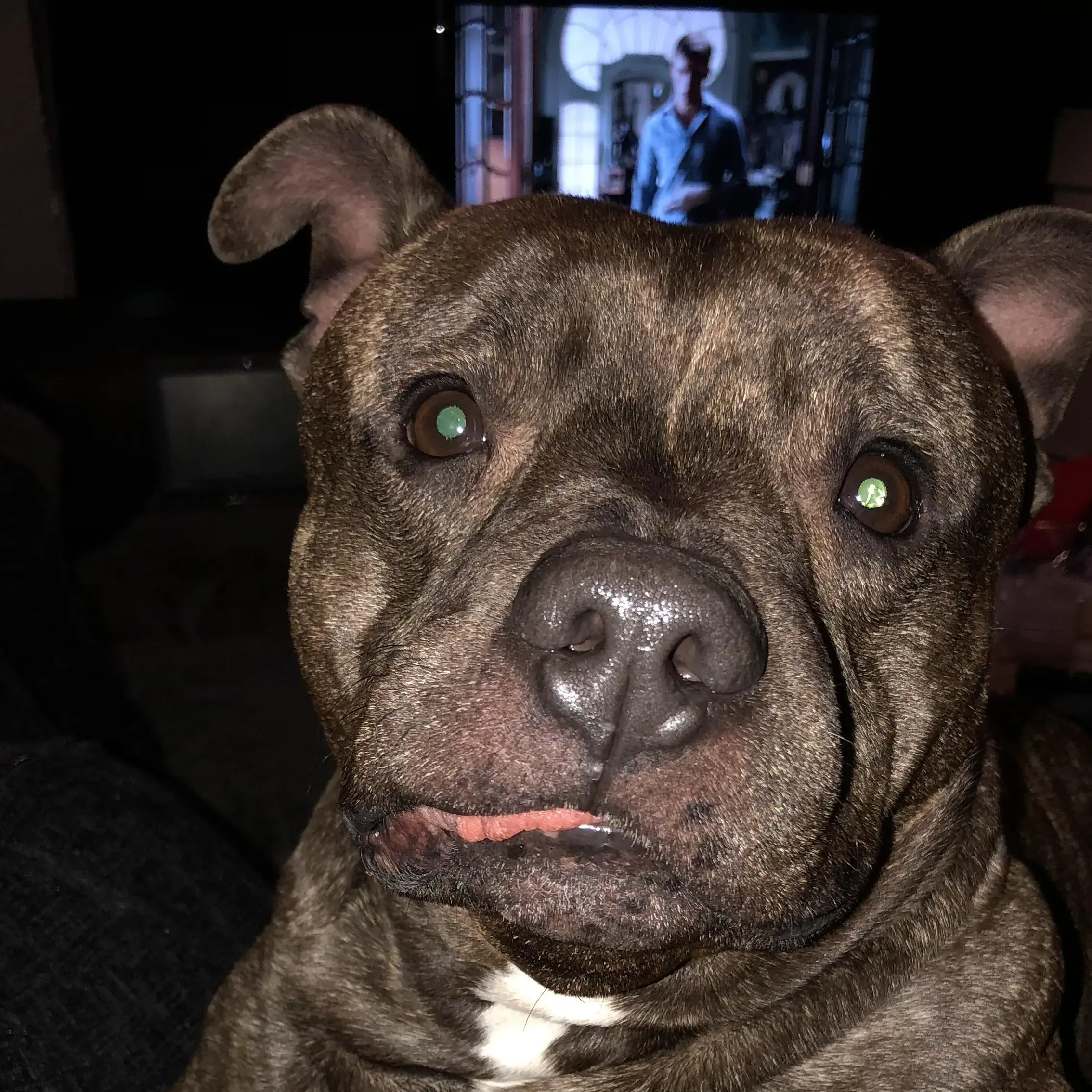 Staffordshire Bull Terrier