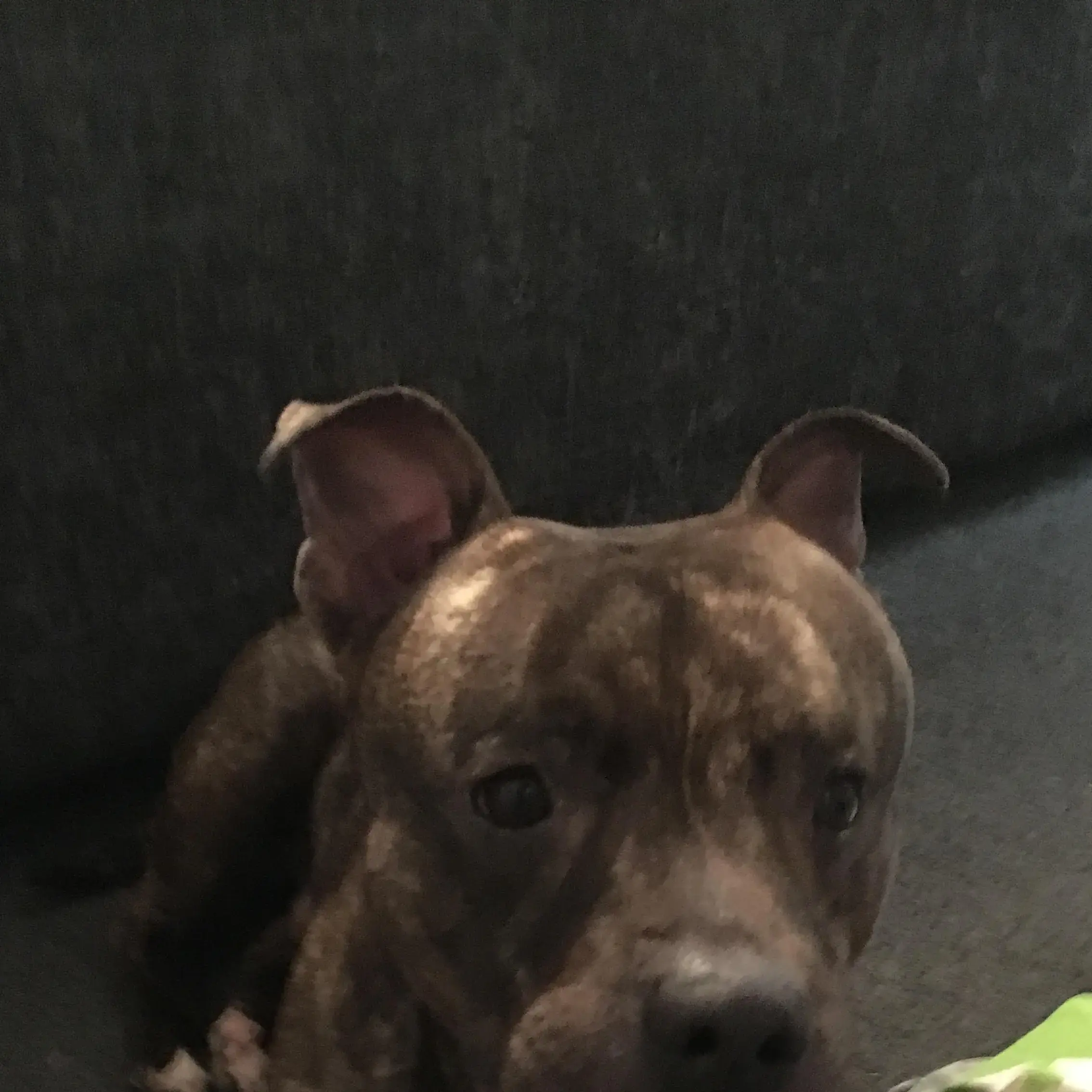 Staffordshire Bull Terrier