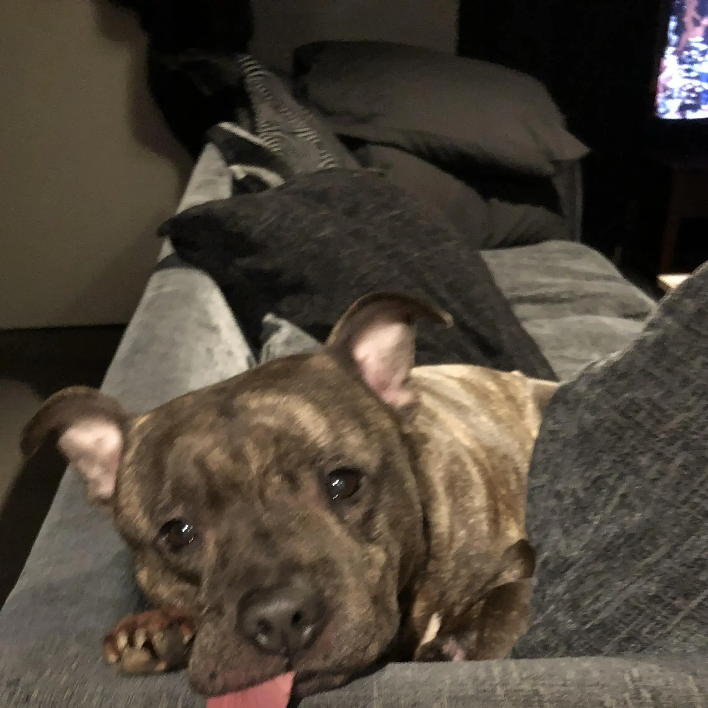 Staffordshire Bull Terrier