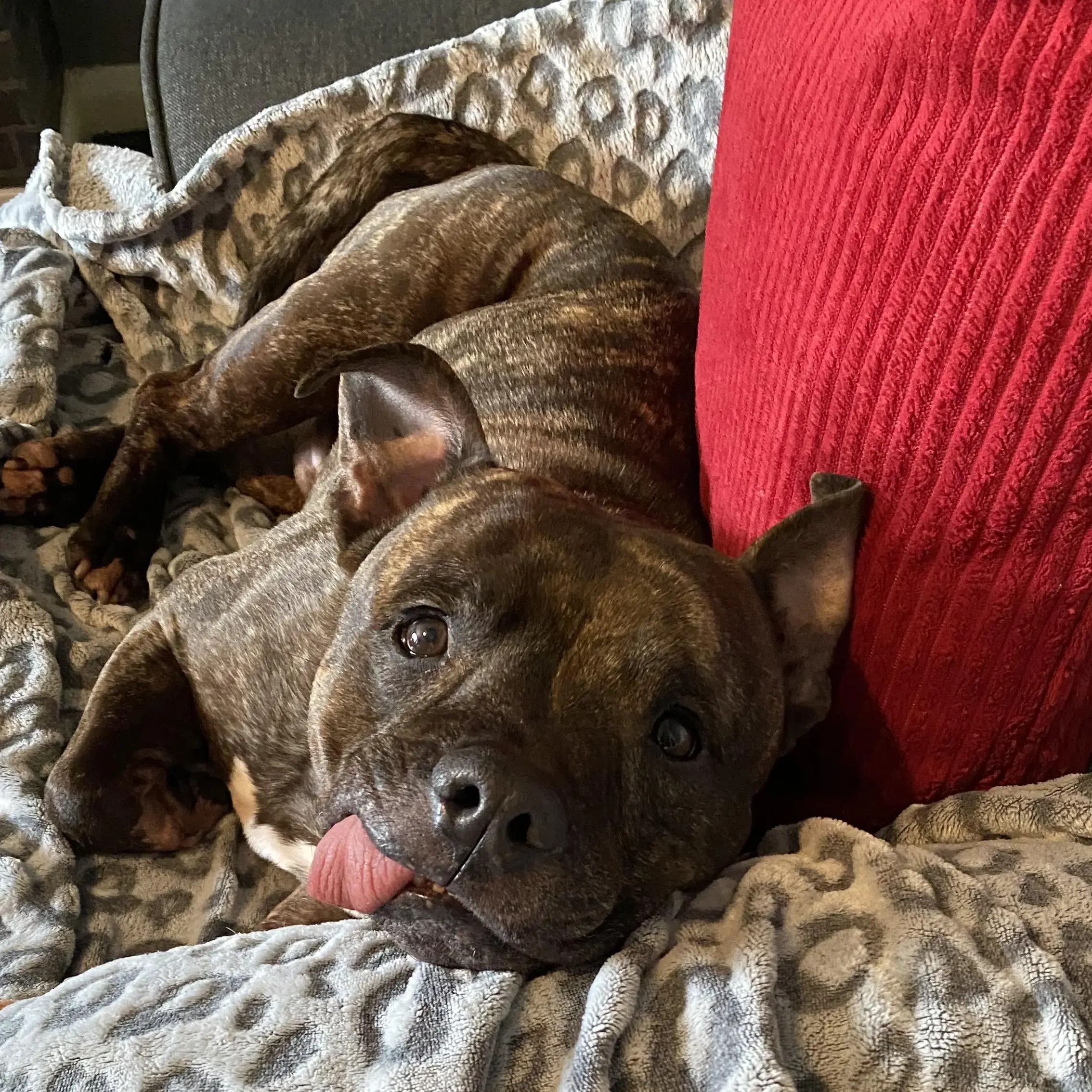 Staffordshire Bull Terrier