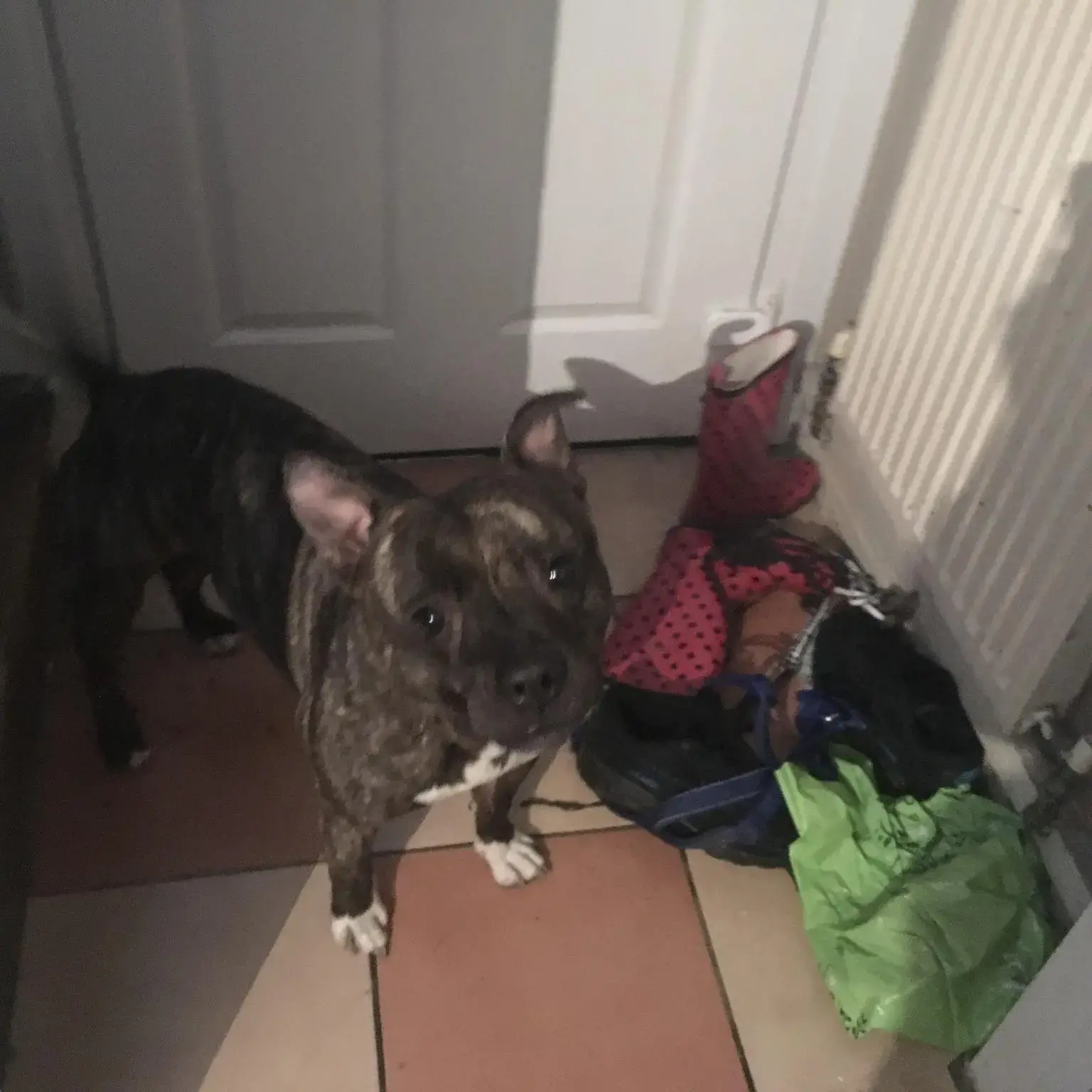 Staffordshire Bull Terrier