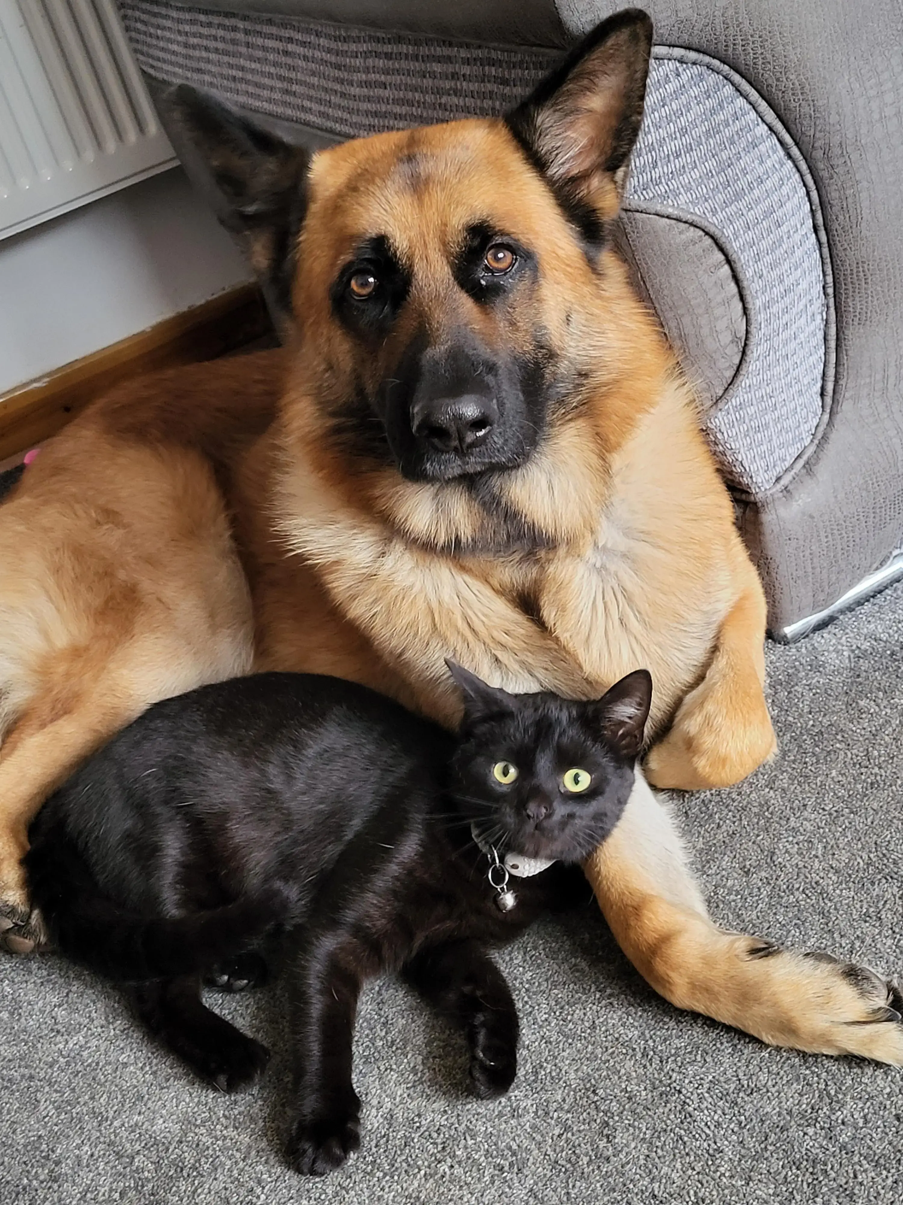German Shepherd Dog