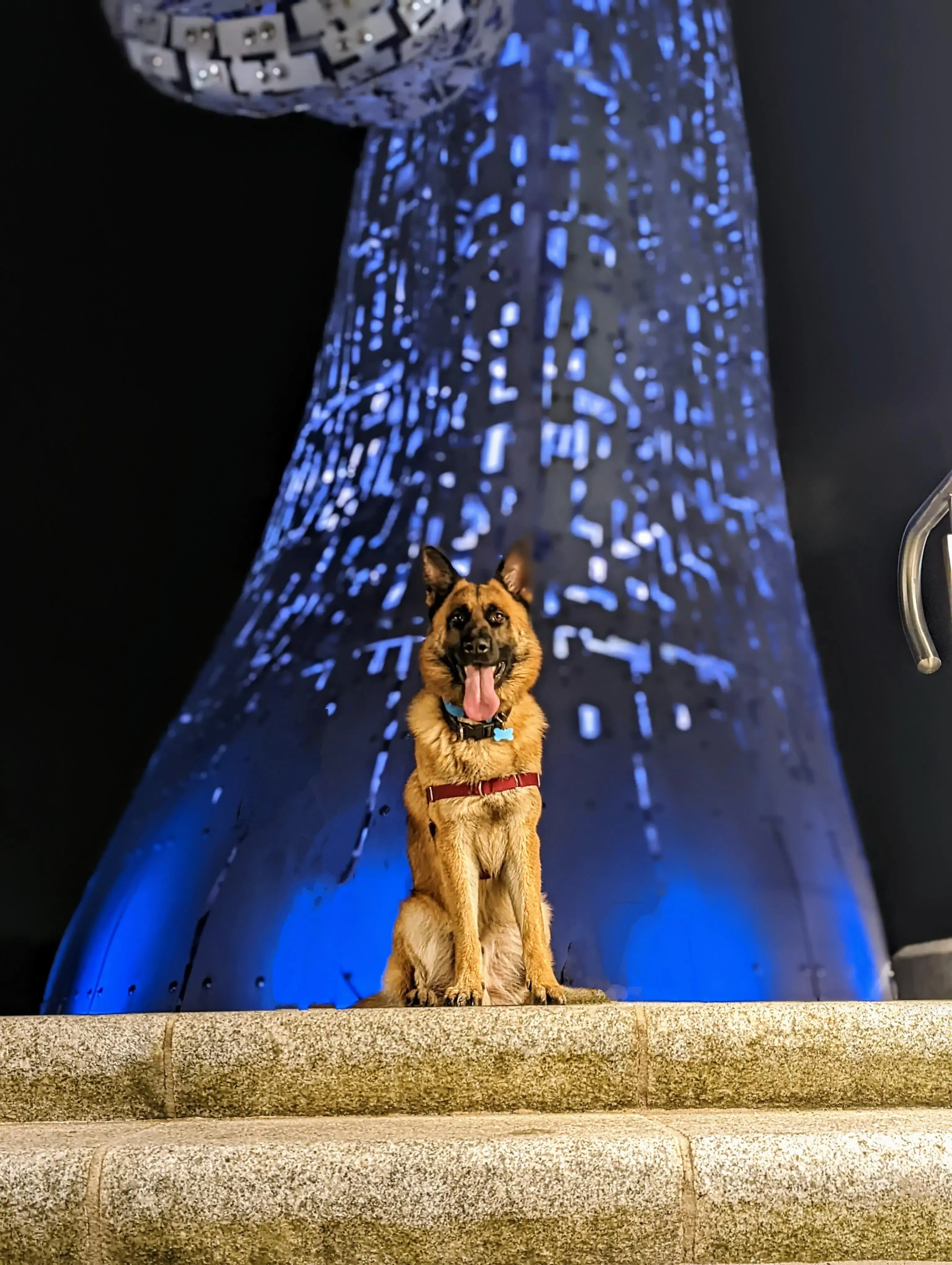 German Shepherd Dog