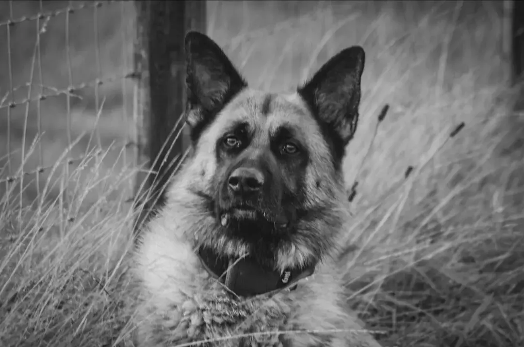 German Shepherd Dog