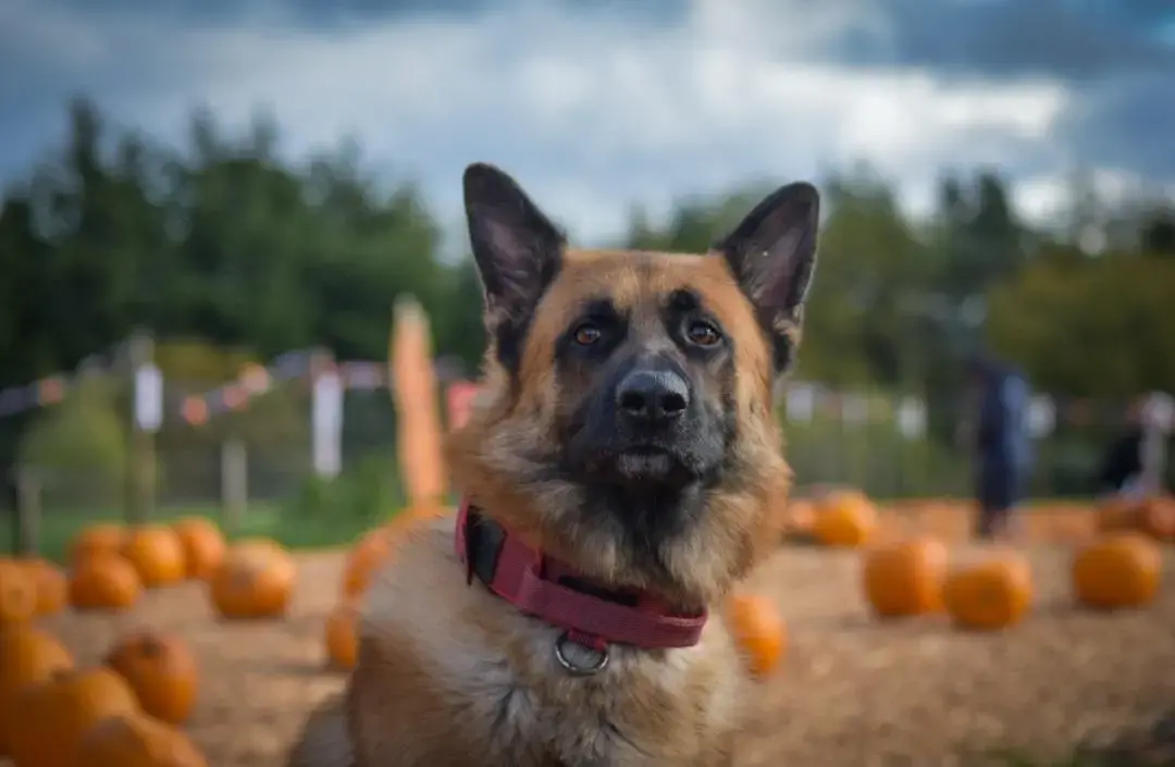 German Shepherd Dog