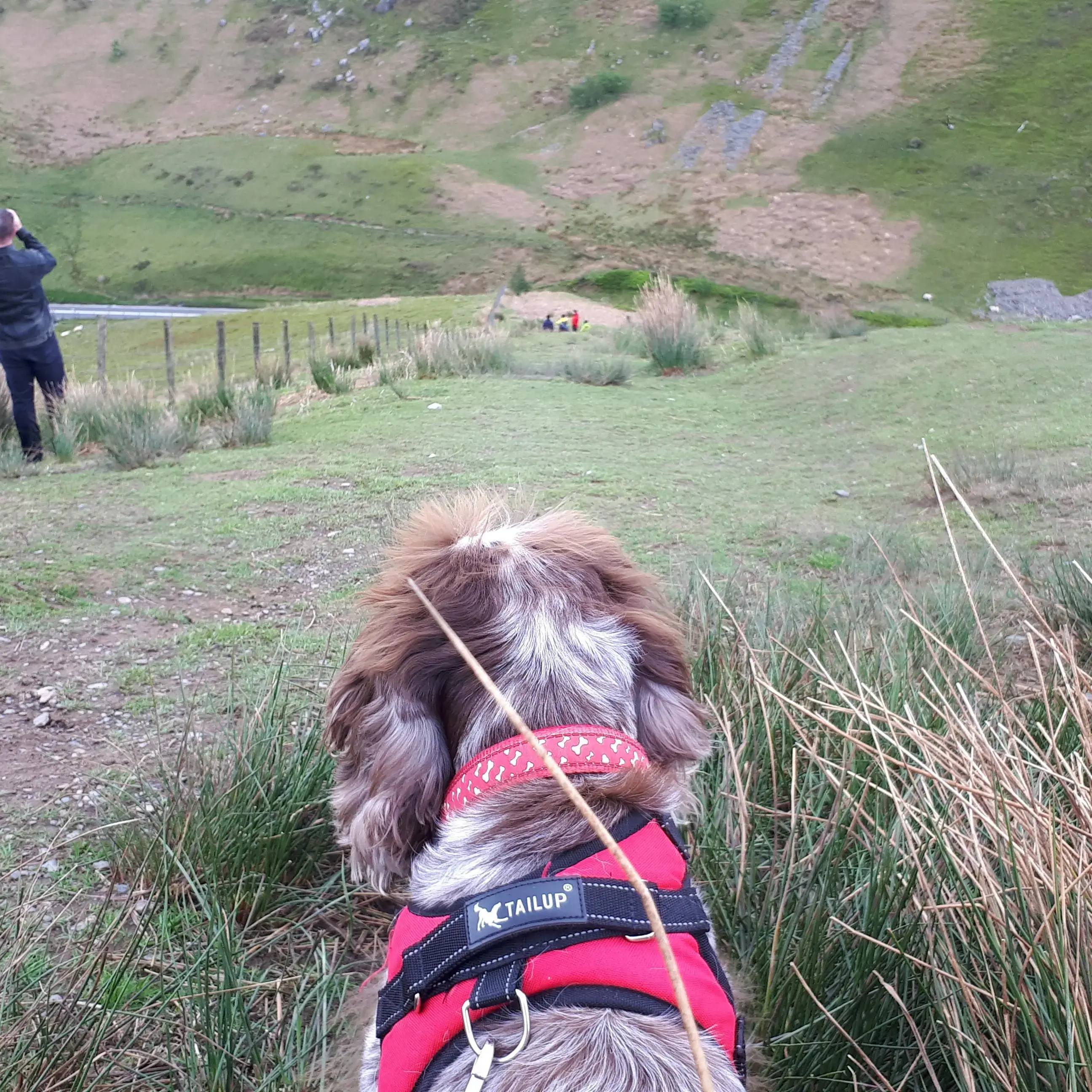 Cocker Spaniel (English)