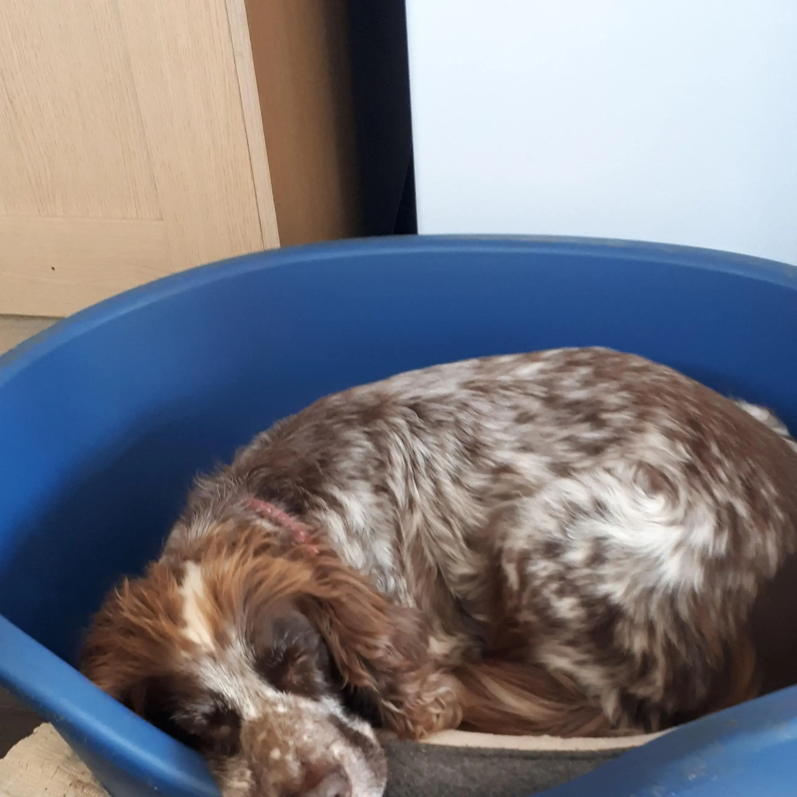 Cocker Spaniel (English)