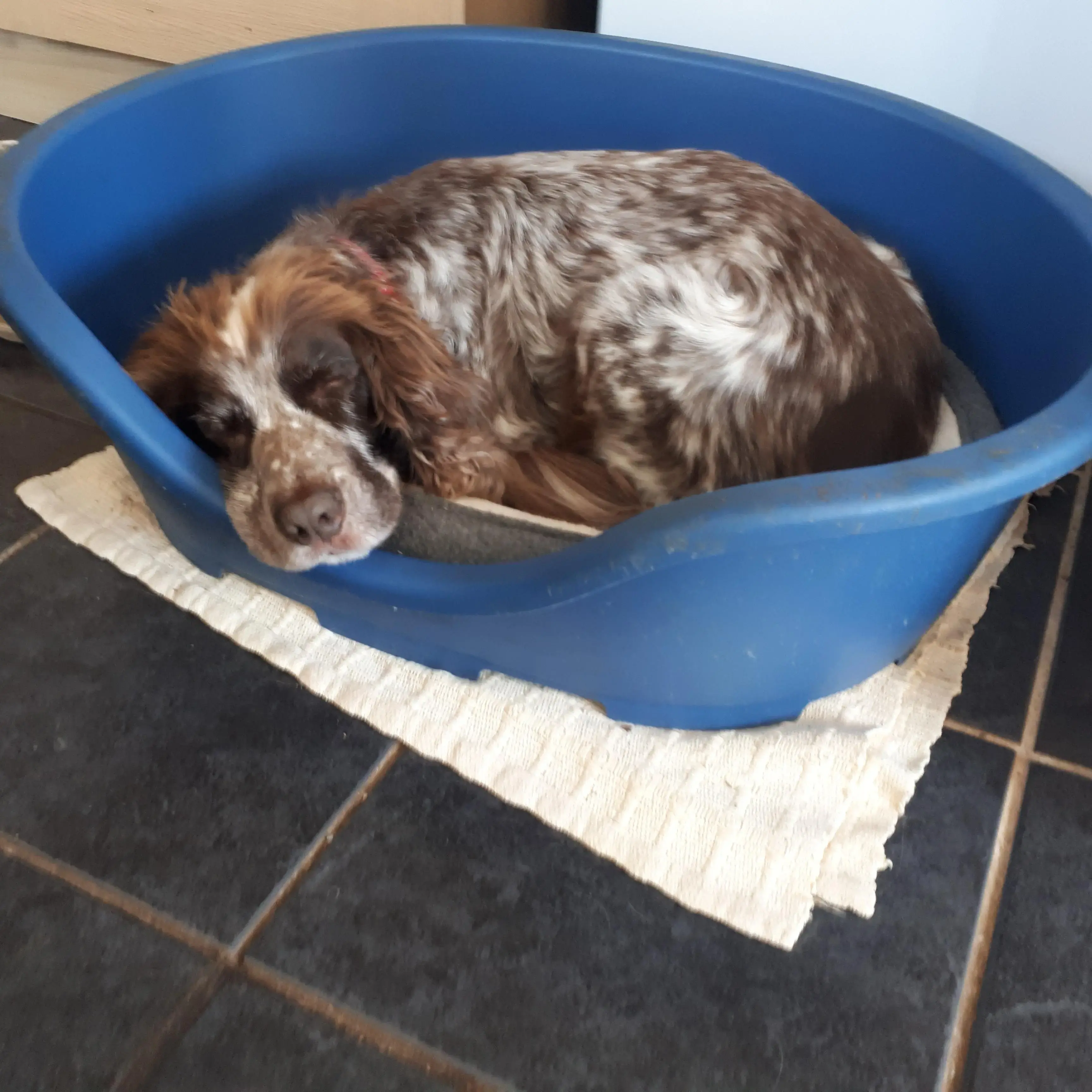 Cocker Spaniel (English)