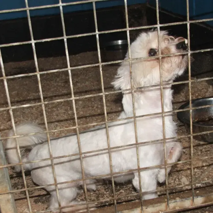 Bichon Frise