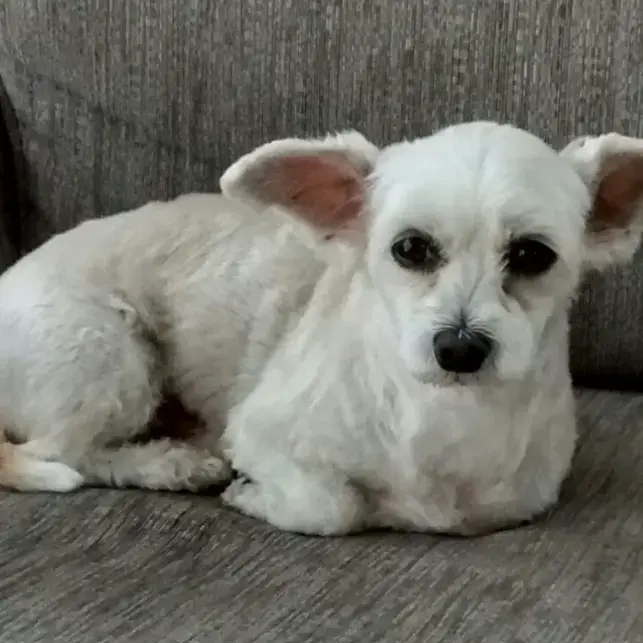 Bichon Frise